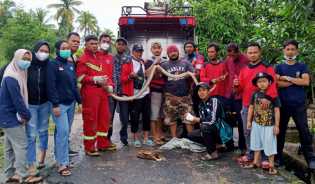 Tim DPKP Inhil Evakuasi Ular Sawah Jenis Batik Berukuran 3 Meter di Pekan Arba