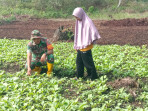 Inisiatif Serda Priyo Sudarmo Dalam Mendampingi Petani Sayur Sawi