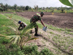 Babinsa STDI Dampingi Petani Sayur Sawi