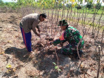 Petani Ubi Kayu Dapatkan Pendampingan Dari Sertu Sugianto