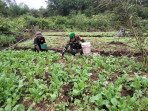 Babinsa Koramil 01/Dumai Dampingi Petani Sawi di Kelurahan STDI