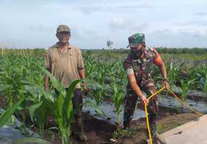 Sertu Sugianto Dampingi Petani Yang Berada di Wilayah Binaannya