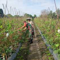 Sertu Sareh Laksanakan Pendampingan Karya Nyata Kepada Petani