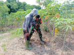 Pendampingan Karya Nyata Tanaman Ubi Kayu Oleh Babinsa Kelurahan Purnama