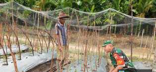 Serma Zul Efendi Berikan Sosialisasi ke Petani Cabe Keriting