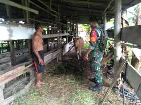 Kopda Togatorop Himbau Masyarakat Untuk Waspadai PMK