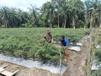 Optimalkan Hasil Panen, Babinsa Cek Hama dan Sumber Air di Lahan Cabai