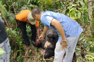 Seekor Beruang Madu Ditemukan Mati di Kawasan Tahura Minas
