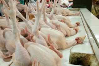Harga Ayam Ras Masih Relatif Murah di Pasar Terapung Tembilahan