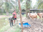 Babinsa Serda Bambang Irwanto Berikan Edukasi Terkait Pencegahan PMK