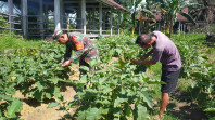 Babinsa Sertu Jumat Desmanto Dukung Program Swasembada Pangan di Bagan Besar Timur