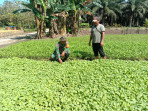 Serda Priyo Sudarmo Sambangi Petani Bayam dan Lakukan Ini