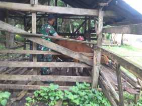 Babinsa Kelurahan Bagan Keladi Melaksanakan Giat Cegah PMK