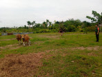 Serda Ade D Purba Babinsa Koramil 06 Merbau Monitoring Hewan Ternak di Wilayah Binaannya