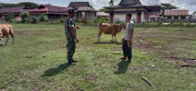 Serda Edi Saputra Cek Kesehatan Hewan Ternak di Wilayah Binaannya