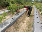 Guna Menambah Pengetahuan Petani Cabe, Serka Suandi Datangi Langsung Kebun Mereka