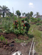 Babinsa Koramil-01/Dumai Aktif dalam Kegiatan Pertanian Lokal