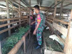 Kopda Togatorop Himbau Peternak Untuk Mencegah PMK