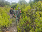 Pencegahan Karhutla dan Monitoring Wilayah Dilaksanakan Babinsa Koramil 06 Merbau