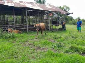 Sertu Aslim Lubis Laksanakan Giat Cegah PMK