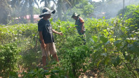 Serda Roni Sandra Dampingi Petani Terong