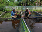 Pembudidayaan Ikan Nila Dilakukan Oleh Babinsa Serma Fahrizal Purba dan Asril