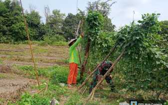 Petani Kacang Panjang Dapatkan Binaan Dari Sertu Sareh
