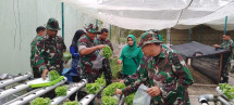 Tumbuh Subur, Tanaman Hidroponik di Makodim 0320/Dumai Mulai Dipanen