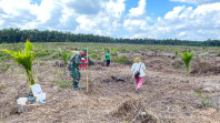 Monitoring Lahan Padi Gogo Oleh Serka Albinur Lubis