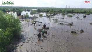 Tanam Mangrove untuk Mitigasi Perubahan Iklim dan Pemulihan Ekonomi Masyarakat