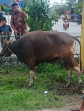 SB Reni Fadhila Lakukan Penyembelihan Hewan Qurban