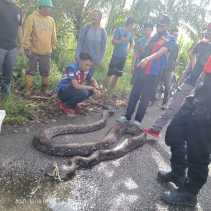 Ular Sanca Sepanjang Kurang Lebih 6 Meter Telan Bulat-bulat Seekor Kambing