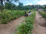 Pendampingan Babinsa di Kelurahan Purnama, Dorong Ketahanan Pangan Lokal