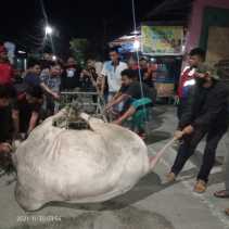 Tim DPKP Inhil Bantu Selamatkan Seekor Sapi yang Lepas dari Kandang