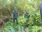 Babinsa Tak Kenal Lelah, Patroli Karhutla Terus Ditingkatkan