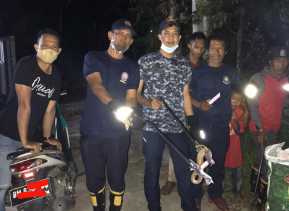 Petugas DPKP Inhil Evakuasi Ular Sembur Kuning di Lemari Pakaian Warga