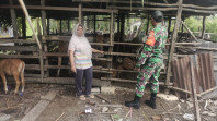 Serda M. Andi Darmawan Cegah PMK Dengan Pendampingan dan Sosialisasi Kepada Pemilik Ternak Sapi