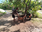 Himbauan Agar Waspada Terhadap PMK Dilaksanakan Oleh Sertu Sugianto