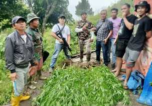 Polisi Temukan Ladang Ganja 1 Hektar di Kerinci