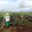 Kangkung Jadi Solusi Ekonomi, Babinsa Dumai Timur Turun Tangan