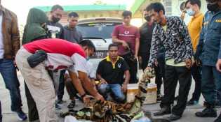 Pelaku Perdagangan Kulit Harimau Sumatera Ditangkap Petugas