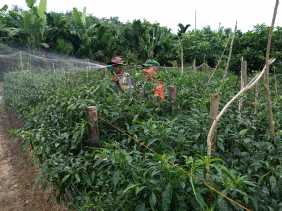 Laksanakan Pendampingan, Serma Zul Efendi Harap Petani Cabe Jangan Membakar Lahan