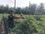 Babinsa Koramil 03 Bantu Warga Tanam Cabai untuk Ketahanan Pangan