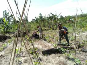 Bersama Petani, Babinsa Laksanakan Pendampingan Karya Nyata