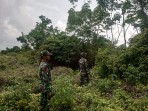 Babinsa Koramil 06/Merbau Gencarkan Patroli untuk Cegah Karhutla dan Laksanakan Komsos