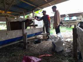 Babinsa Pantau Wilayah Binaan Untuk Mencegah PMK