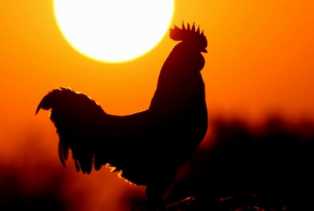 Misteri Ayam Berkokok Tengah Malam