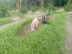 Kerja Nyata Babinsa Dumai, Dukungan Untuk Petani Kangkung