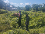 Serka Eri Efrianto Cek Langsung Kesehatan Hewan Ternak di Wilayah Binaannya