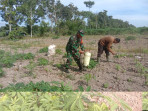 Babinsa Serda Agustinus Dampingi Petani Sukoco